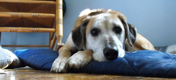 10 Telltale Signs Your Dog is Unhappy