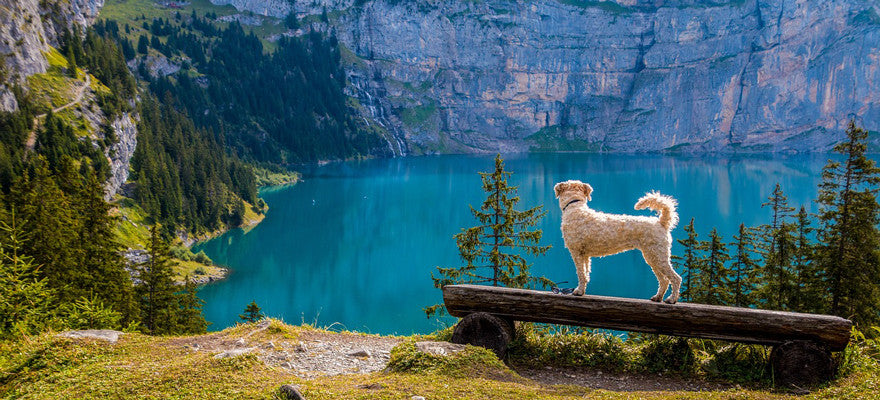 11 Adventures You’ll Want to Have with Your Dog This Summer